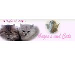 ネコと天使とジェムストーン | angels and cats