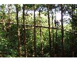 let's try canopy-walk in yakushima