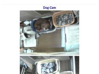 Dog Cam