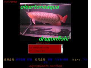 cleartonedragonfish