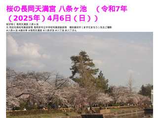 長岡天満宮 八条ヶ池の桜 令和7年（2025年）