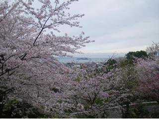春日桜会