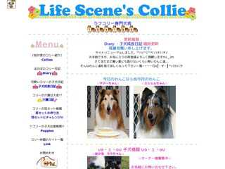 LifeScene'sCollie