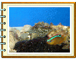 鹿児島の貝