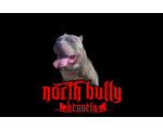 NORTH BULLY KENNELS