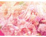 pink prrincess rose　ぴんくちゃんこ