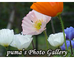 puma's Photo Gallery