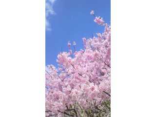 北欧雑貨〜Cherry Blossoms〜