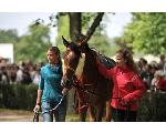 Pferderennen & Horse Races