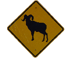 sheepclub1955