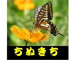 デジカメ写真「蝶と野鳥」