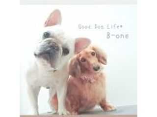 Good Dog Life B-ONE