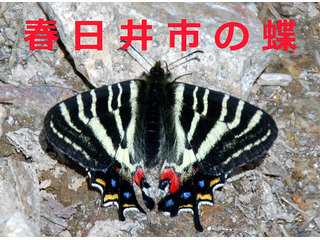 春日井市の蝶