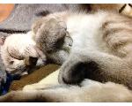 猫暮らし