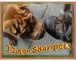 I Love Shar-pei!