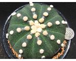 サボテン, 多肉植物, 万年青の遺伝と育種 Japanese cactus & omoto