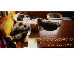 かりぐらしの猫たち