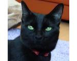 黒猫のイベント情報