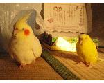 まぴぷ堂