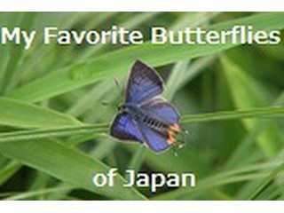 My Favorite Butterflies of Japan