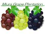 Miura Grape Plantation