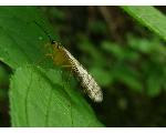 japanese scorpionfly web