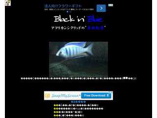 Black 'n' Blue - アフリカンシクリッドの単独飼育