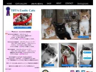 TIFFA EXOTIC CATS