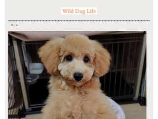 Wild Dog Life